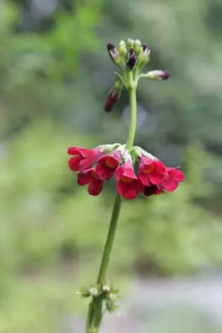 Primula wilsonii anisodora
