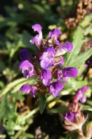 Prunella grandiflora 'Gerhard Rudolf'