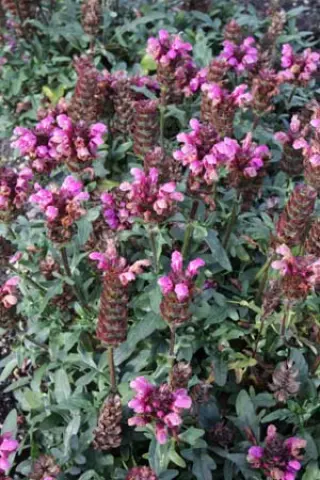 Prunella grandiflora 'Gr. Aus Isernhagen'
