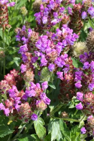Prunella grandiflora pyrenaica
