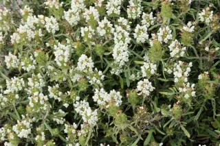Prunella laciniata (ex Slize 2898)