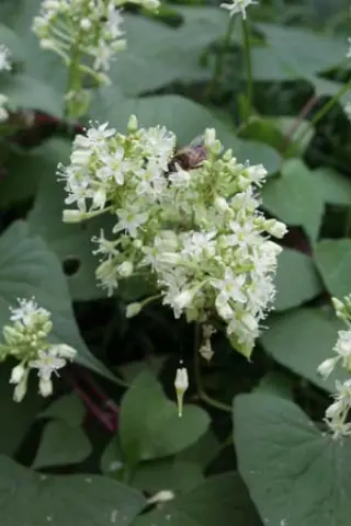 Pteroxygonum giraldii