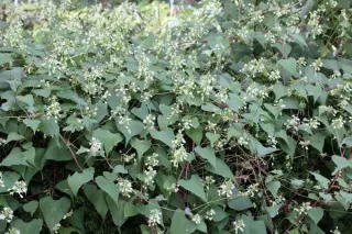 Pteroxygonum giraldii
