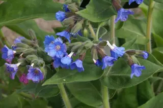 Pulmonaria altaica