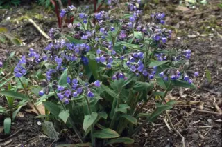 Pulmonaria altaica