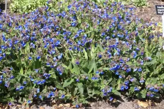 Pulmonaria angustifolia 'Blue Ensign'
