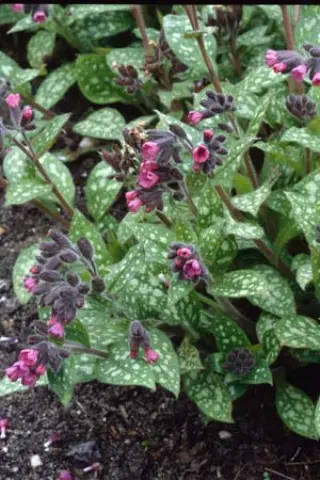 Pulmonaria 'Beth's Pink'