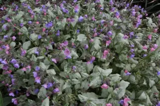 Pulmonaria 'Blakes Silver'