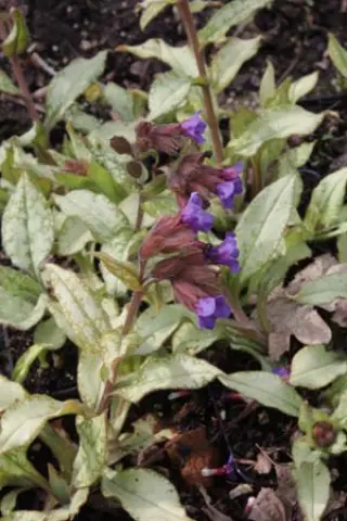 Pulmonaria 'Cotton Cool'