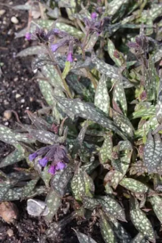 Pulmonaria 'Darkling Trush'