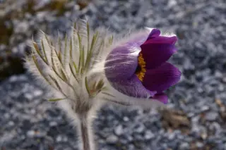 Pulsatilla halleri subsp rhodopea