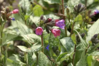 Pulmonaria 'Majesté'