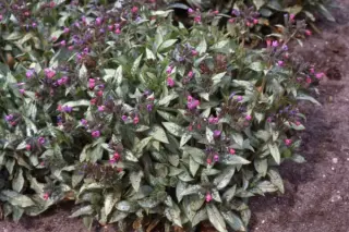Pulmonaria 'Majesté'