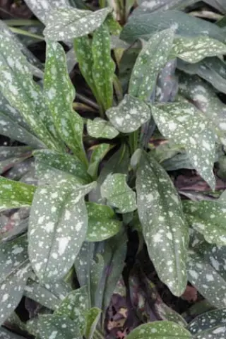 Pulmonaria 'Miss Elly'