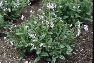 Pulmonaria 'Mrs. Kittle'