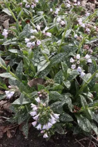 Pulmonaria 'Mrs. Kittle'