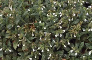 Pulmonaria officinalis 'Sissinghurst White'