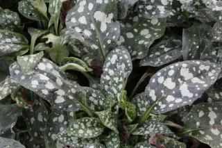 Pulmonaria officinalis 'White Wings' (Ice B.)