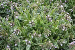 Pulmonaria 'Opal'