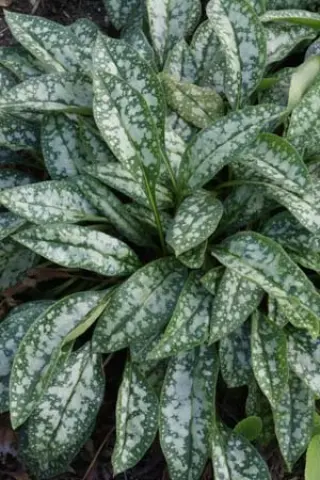Pulmonaria 'Opal'