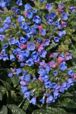 Pulmonaria 'Roy Davidson'