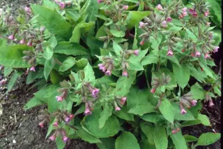 Pulmonaria rubra 'Barfield Pink'