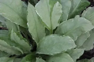 Pulmonaria rubra 'David Ward'