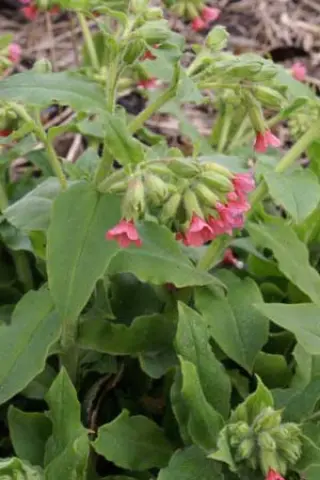 Pulmonaria rubra 'Rachel Vernie'