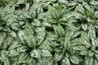 Pulmonaria saccharata 'Reginald Kaye'