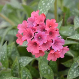 Pulmonaria 'Shrimps on the Barbie'