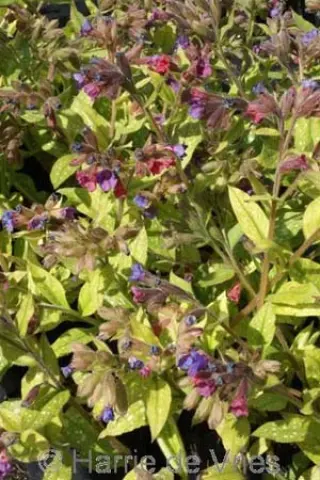 Pulmonaria 'Victorian Brooch'