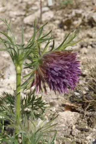 Pulsatilla vulgaris 'Olga's Traum'