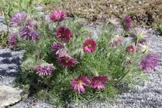 Pulsatilla vulgaris 'Papageno'