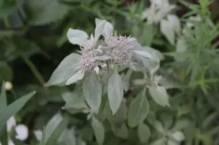 Pycnanthemum albescens