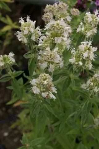 Pycnanthemum californicum