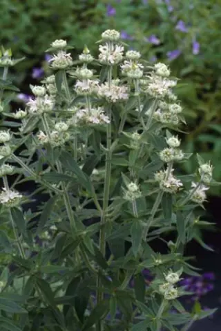 Pycnanthemum californicum