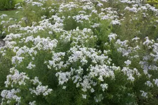 Pycnanthemum flexuosum (syn. virginicum)