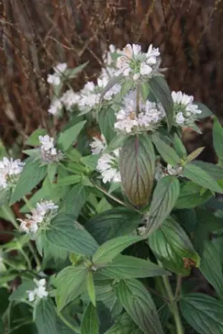 Pycnanthemum montanum