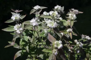Pycnanthemum montanum