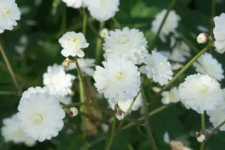 Ranunculus aconitifolius 'Flore Pleno'