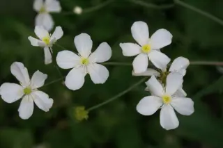 Ranunculus aconitifolius