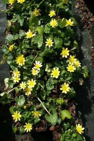 Ranunculus ficaria 'Ashen Primrose'