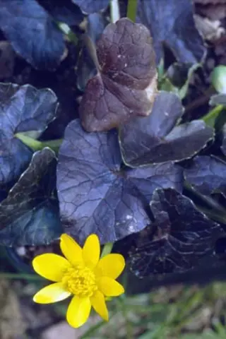 Ranunculus ficaria 'Brazen Child'