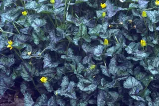 Ranunculus ficaria 'Brambling'