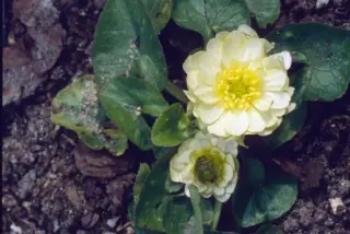 Ranunculus ficaria 'Coffee Cream'