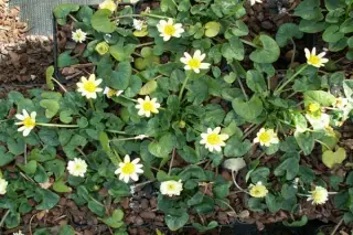 Ranunculus ficaria 'Coffee Cream'