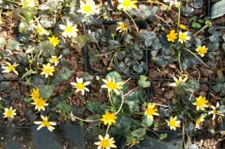 Ranunculus ficaria 'Copper Nob'