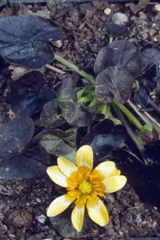 Ranunculus ficaria 'Copper Nob'