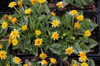 Ranunculus ficaria 'Collarette'