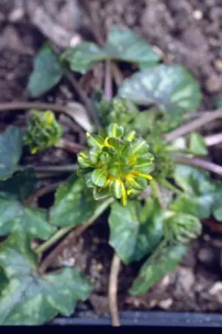 Ranunculus ficaria 'Green Petal'